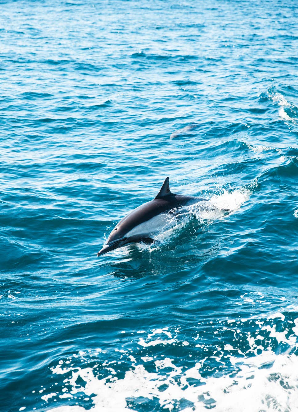 Immagine del racconto Un delfino senza nome di Claudio Tonelli